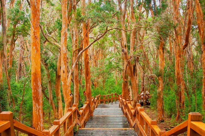 nahuel-huapi-lake-cruise-with-victoria-island-and-arrayan-forest-walk