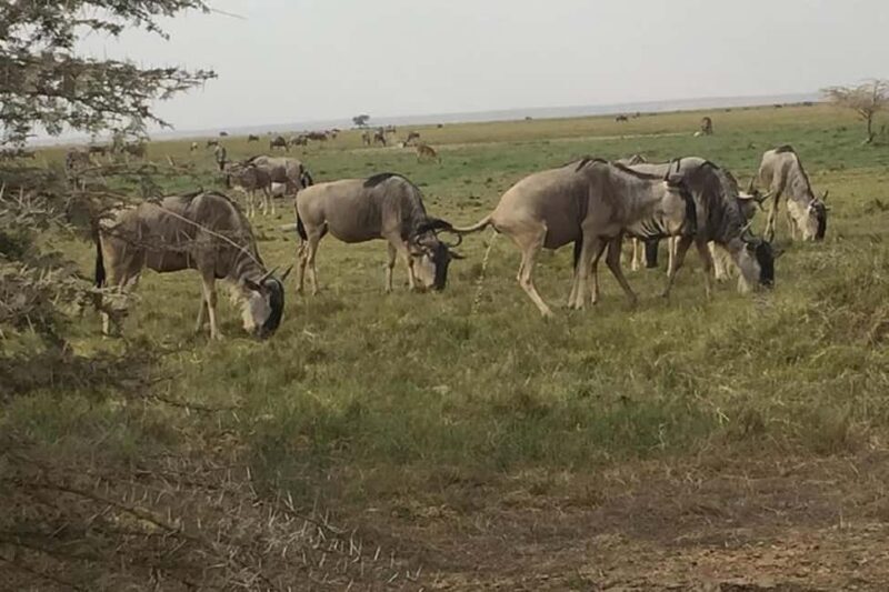 Nairobi: 2 Days Amboseli National Park Safari with Entry Fee - Key Points