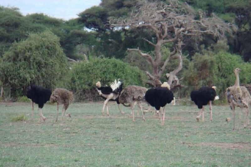 Nairobi: 2 Days Amboseli National Park Safari with Entry Fee - FAQs