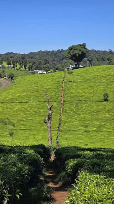 Nairobi: 3-Day Aberdare National Park Safari - Key Points