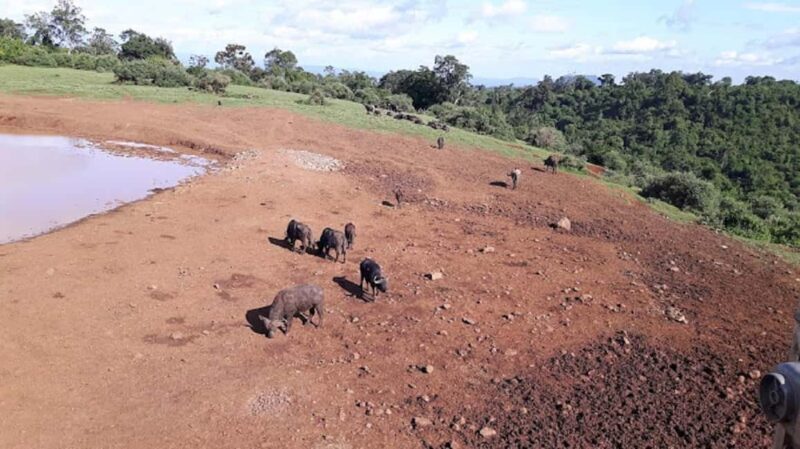 Nairobi: 3-Day Aberdare National Park Safari - Practical Tips for Travelers