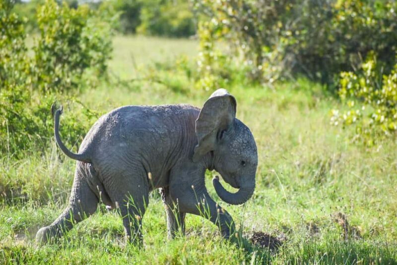 Nairobi: 3-Day Aberdares and Ol Pejeta Safari Tour - A Practical Guide to the 3-Day Safari Tour