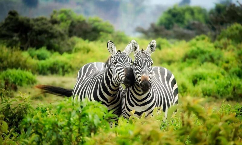 Nairobi: 3-Day Aberdares and Ol Pejeta Safari Tour - Final Thoughts
