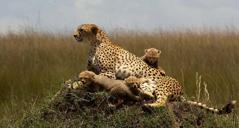 Nairobi: 3-day all-inclusive Samburu National park safari - Why This Safari Offers Good Value  