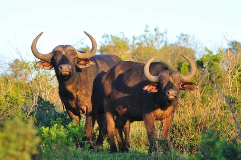 Nairobi: 3-Day All-Inclusive Samburu National Park Safari - Key Points