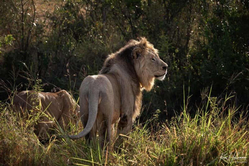 Nairobi: 3-Day Maasai Mara Safari with Accommodation - Key Points