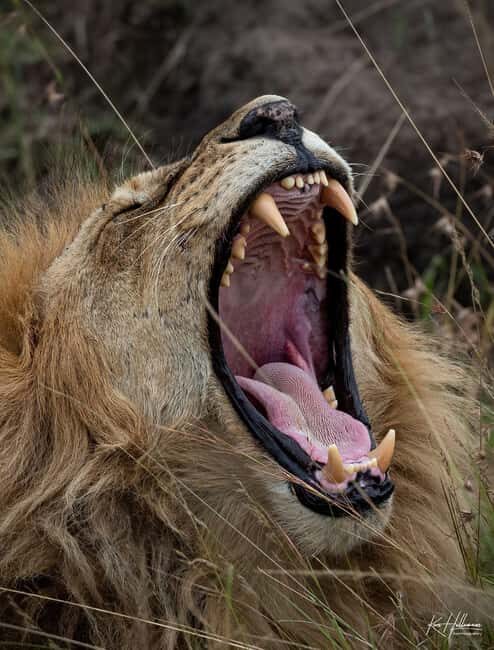 Nairobi: 3-Day Maasai Mara Safari with Accommodation - Introduction to the Maasai Mara Safari Experience