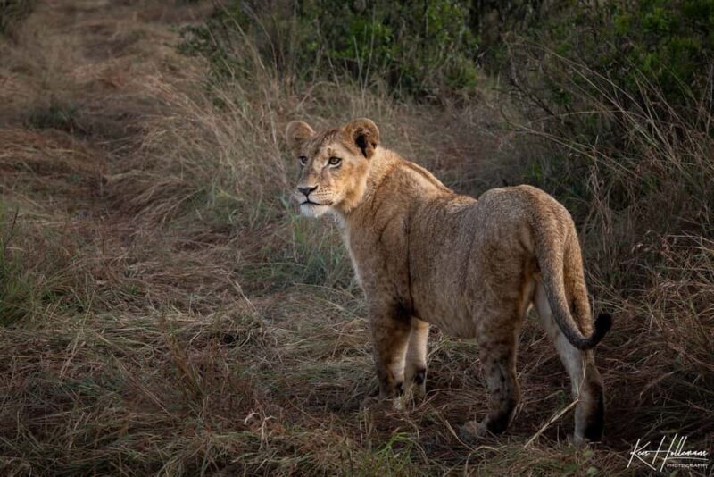 Nairobi: 3-Day Maasai Mara Safari with Accommodation - What’s Included and What’s Not