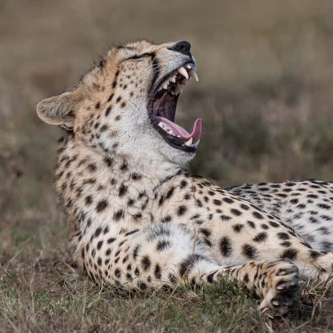 Nairobi: 3-Day Maasai Mara Safari with Accommodation - Practical Tips for a Smooth Safari