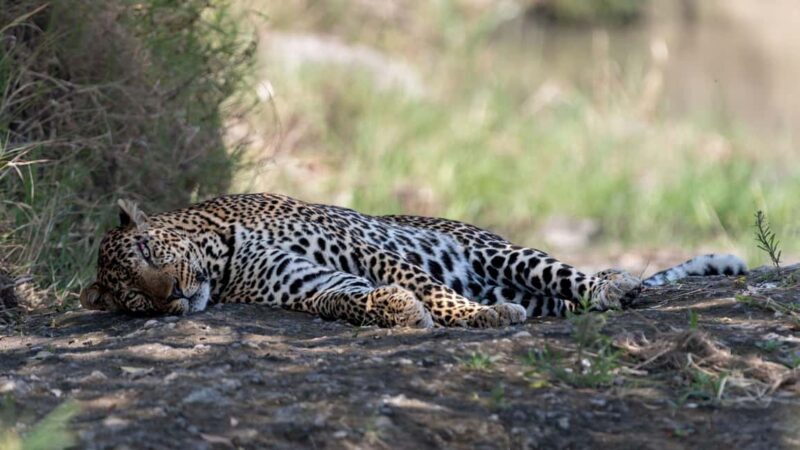 Nairobi: 3-Day Maasai Mara Safari with Accommodation - Real-World Traveler Insights
