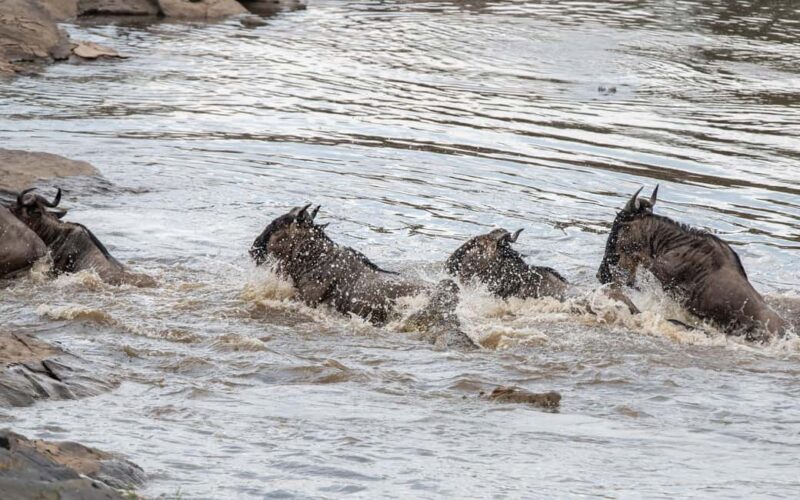 Nairobi: 3-Day Maasai Mara Safari with Accommodation - Final Thoughts