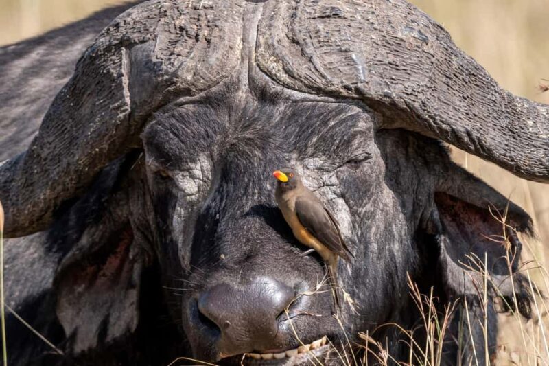 Nairobi: 3-Day Maasai Mara Safari with Accommodation - Who This Safari Is Best For