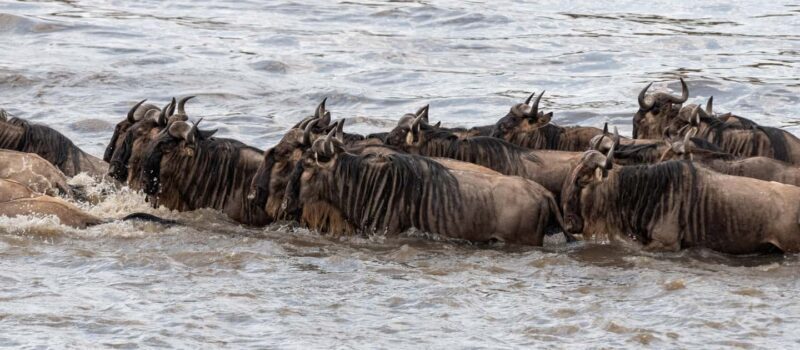 Nairobi: 3-Day Maasai Mara Safari with Accommodation - FAQ