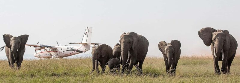 Nairobi: 3-Day Masai Mara Game Reserve Safari with Flights - Key Points  