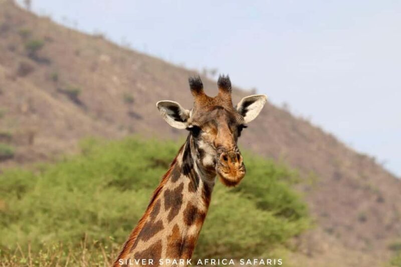 Nairobi: 3-Day Nakuru and Maasai Mara National Parks Safari - An Authentic Kenyan Safari Experience in a Short Time