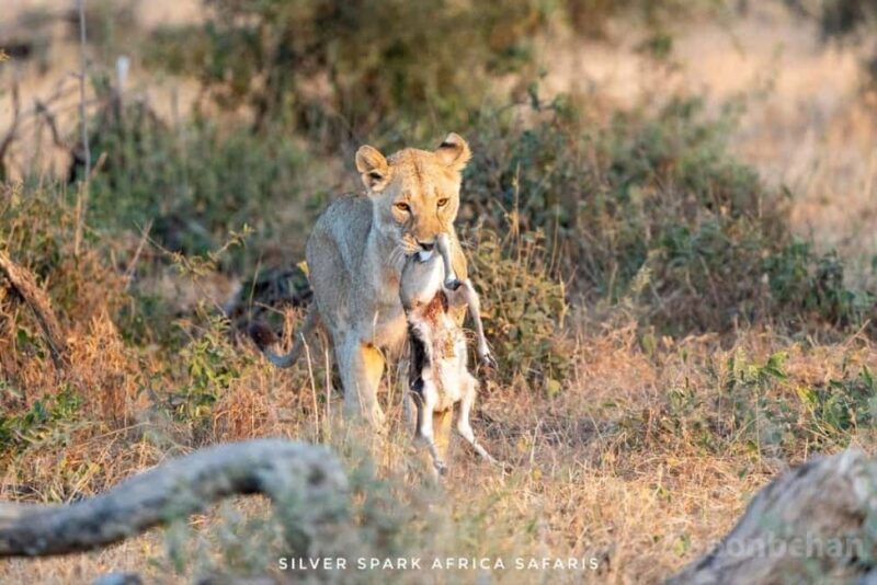 Nairobi: 3-Day Nakuru and Maasai Mara National Parks Safari - Practical Considerations and Tips