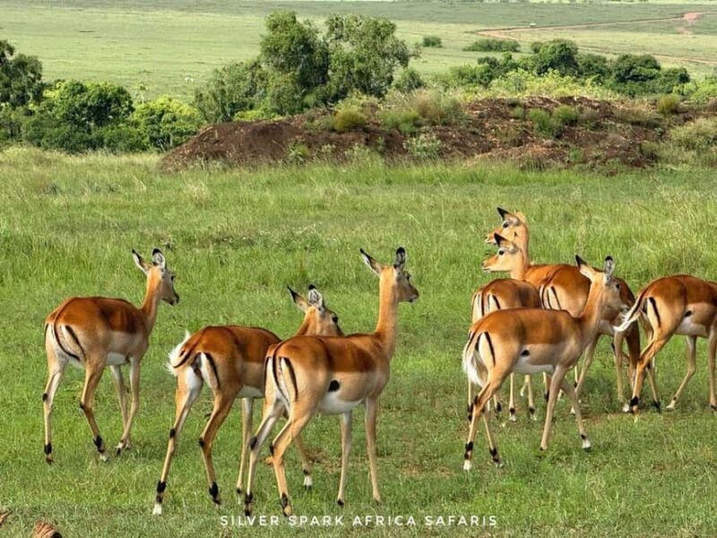 Nairobi: 3-Day Nakuru and Maasai Mara National Parks Safari - FAQs