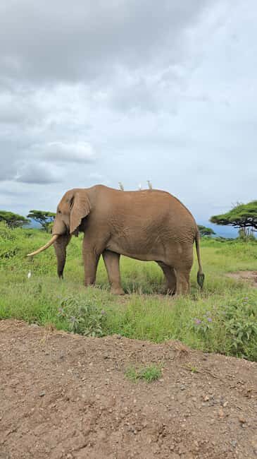 Nairobi: 3-Days 2-Nights Maasai Mara Group Safari in 4x4 - FAQs