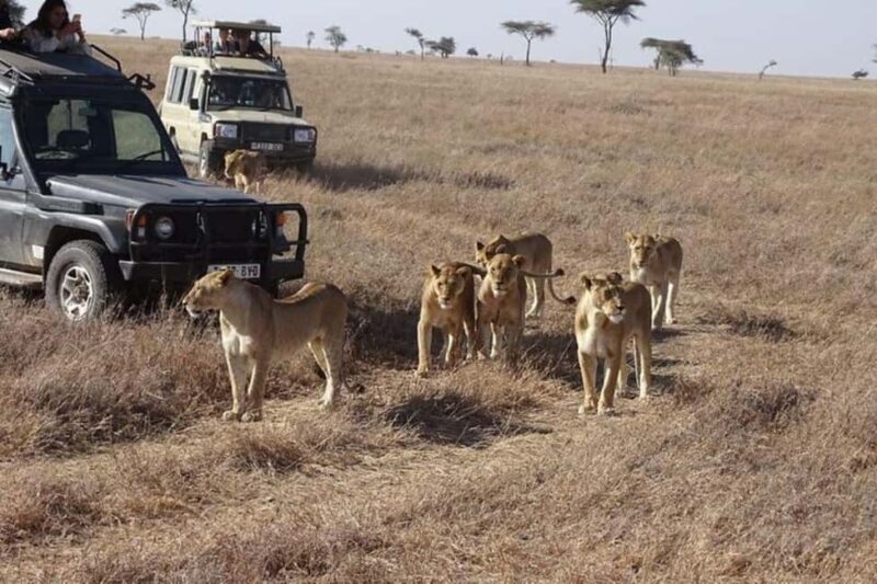 Nairobi: 3 Days Maasai Mara Wildebeest Migration - Transportation & Accommodation – Practical Details  
