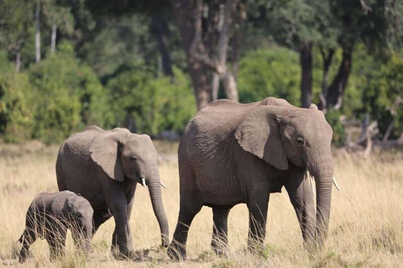 Nairobi: 3 Days Maasai Mara Wildebeest Migration - Cost, Value, and Practical Considerations  