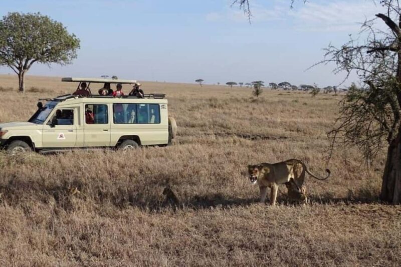 Nairobi: 3 Days Maasai Mara Wildebeest Migration - Final Thoughts: Is This Safari Worth It?  