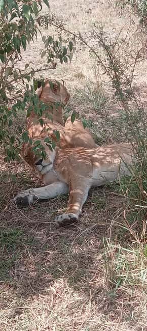 Nairobi: 3 Days Safari in Kenya - Key Points