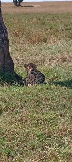 Nairobi: 3 Days Safari in Kenya - Day 3: Return to Nairobi and Departure