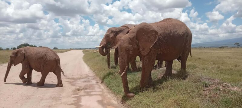 Nairobi: 3 Days Safari in Kenya - Practical Tips for the Trip