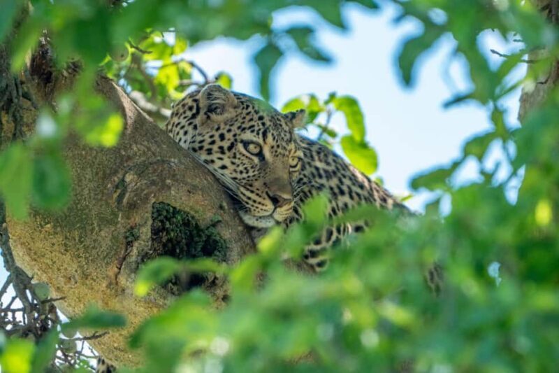 Nairobi: 3 Days Safari in Kenya - FAQ