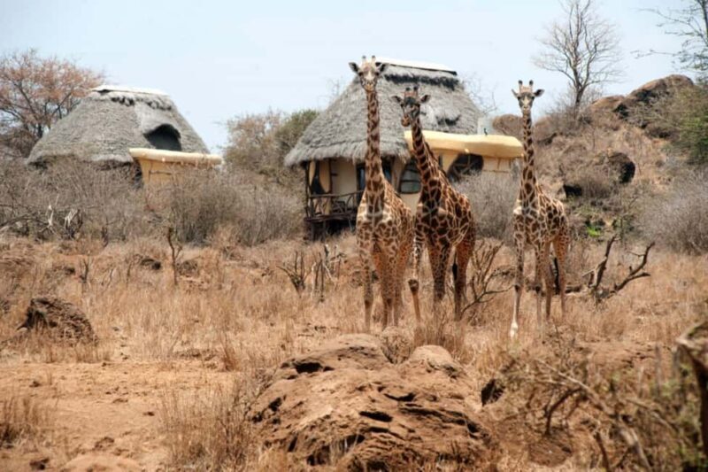 Nairobi: 4-Day Amboseli National Park Safari with Flights - An Honest Look at the 4-Day Amboseli Safari Experience  