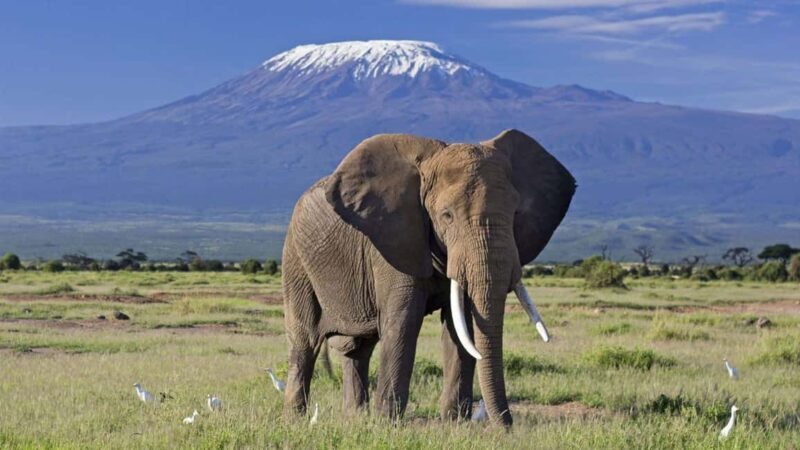 Nairobi: 4-Day Amboseli, Tsavo West and East Guided Safari - Overview and What Makes This Tour Stand Out