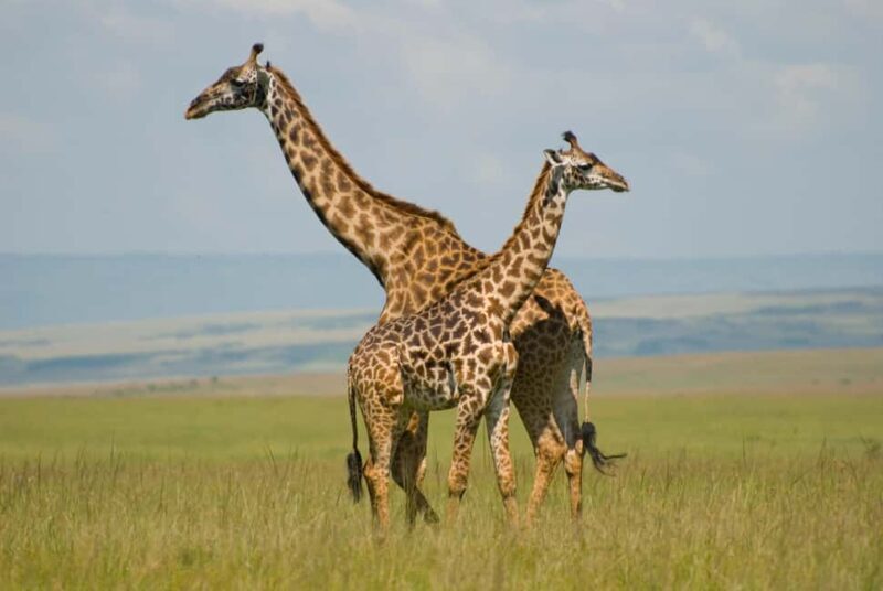 Nairobi: 4-Day Amboseli, Tsavo West and East Guided Safari - Transportation and Group Dynamics