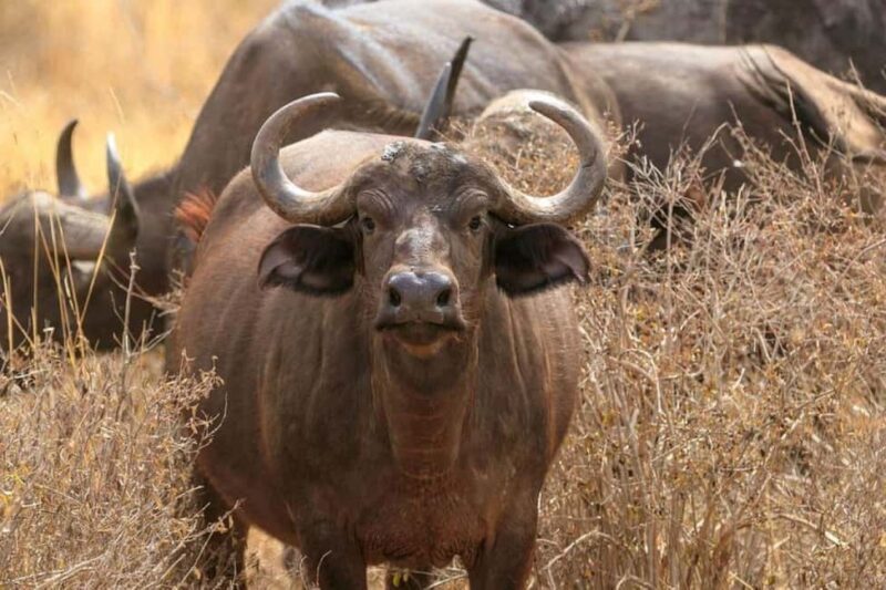 Nairobi: 4-Day Amboseli, Tsavo West &East Guided Safari - Key Points
