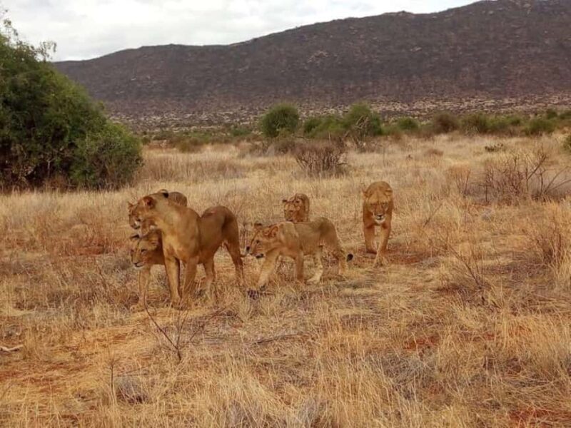 Nairobi: 4-Day Amboseli, Tsavo West &East Guided Safari - What Sets This Tour Apart?