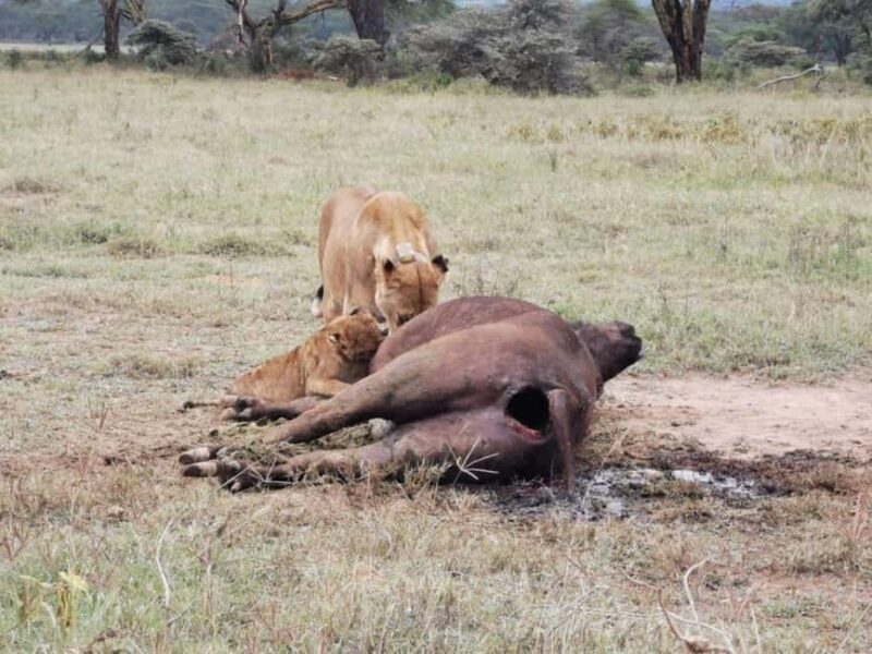 Nairobi: 4-Day Amboseli, Tsavo West &East Guided Safari - How Does the Price of $1,390 Stack Up?
