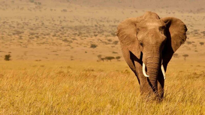 Nairobi: 4-Day Amboseli, Tsavo West &East Guided Safari - FAQ