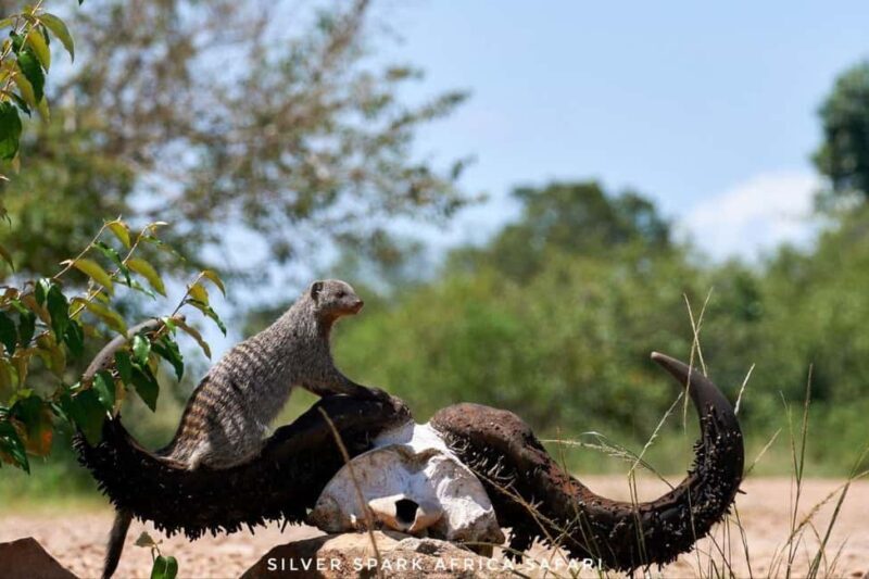 Nairobi: 4-Day Game Safari to Maasai Mara and Lake Naivasha - Key Points