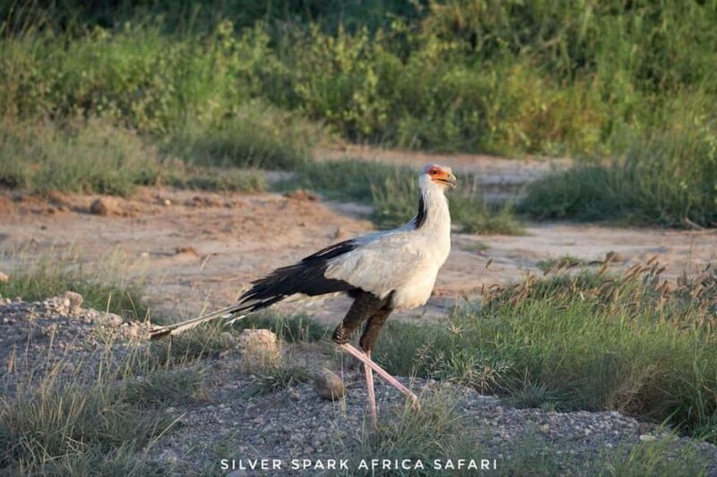 Nairobi: 4-Day Game Safari to Maasai Mara and Lake Naivasha - The Journey Through Kenya’s Iconic Landscapes