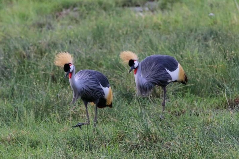Nairobi: 4-Day luxury tour Amboseli, Tsavo West, and Tsavo - Final Thoughts