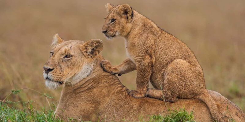 Nairobi: 4-Day Masai Mara and Lake Nakuru Camping Safari - Day Four: Nakuru National Park & Return to Nairobi