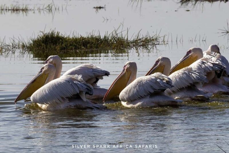 Nairobi: 5-Day Hells Gate, Lake Naivasha and Amboseli Parks - What’s Included and What to Consider