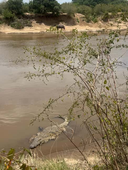 Nairobi: 5-Day Masai Mara, Nakuru and Naivasha Safari - Key Points