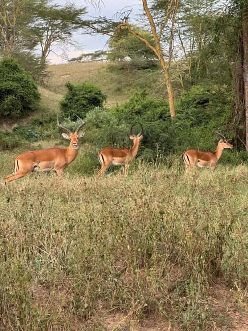 Nairobi: 5-Day Masai Mara, Nakuru and Naivasha Safari - Final Thoughts: Is This Safari Right for You?