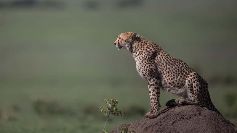 Nairobi: 6-Days Explore Samburu, Nakuru and Masai Mara - The Itinerary Breakdown: What to Expect Each Day