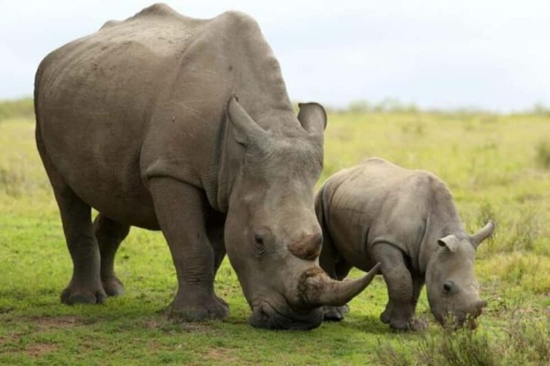 Nairobi: 6-Days Explore Samburu, Nakuru and Masai Mara - Practical Tips & Considerations