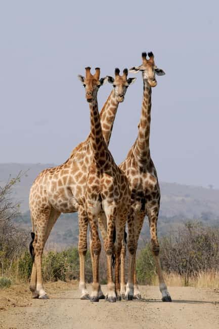 Nairobi: 6-Days Explore Samburu, Nakuru and Masai Mara - Final Thoughts: Is This Safari Right for You?