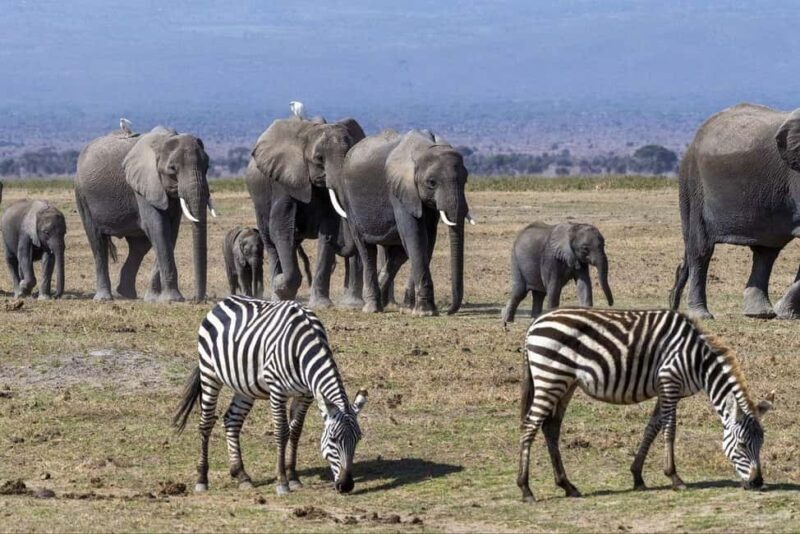Nairobi: 7-Day Amboseli, Bogoria & Maasai Mara Parks Safari - Nairobi: 7-Day Amboseli, Bogoria & Maasai Mara Parks Safari — An In-Depth Review