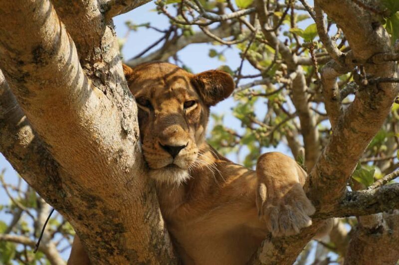Nairobi: 8-Day Safari with Aberdare & Maasai Mara - Who is This Tour Best For?