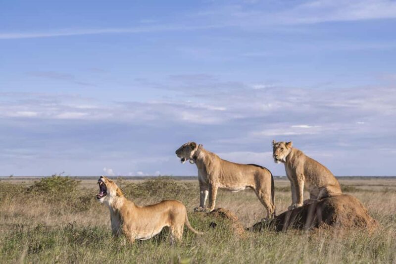 Nairobi: 9-Day Safari and Beach Holiday with Accommodation - Pricing and Value