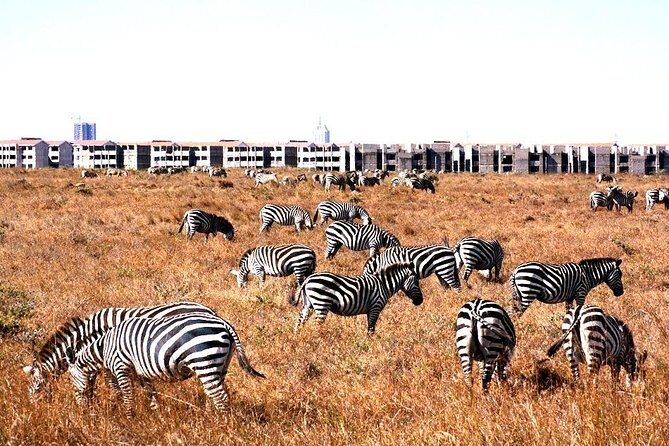 Nairobi Airport Layover Half Day Tour Nairobi National Park - An In-Depth Look at the Experience